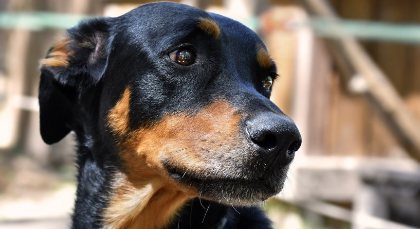 Кучето е с тежко и трайно увреждане.