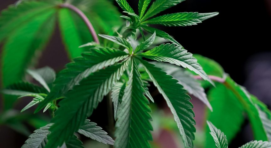 Общото количество на иззетата дрога е 13,8 килограма.