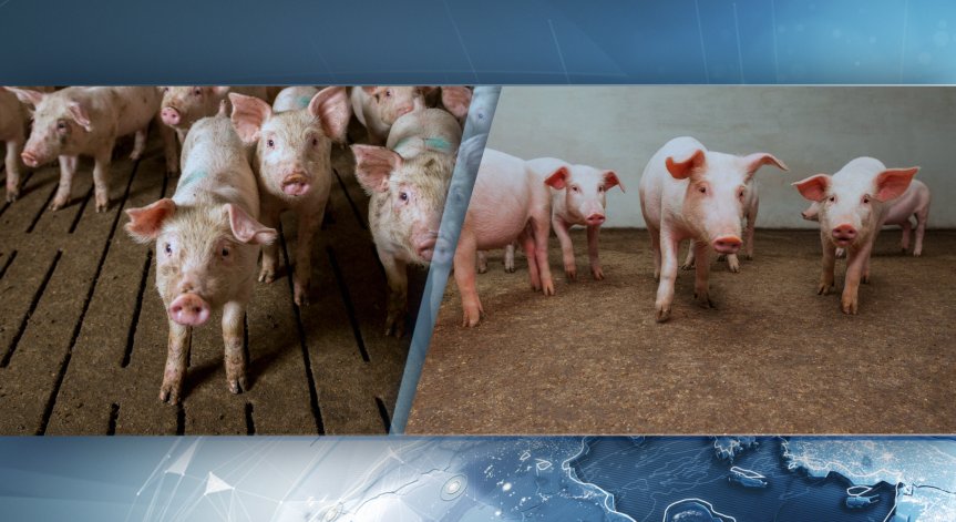 Съмнения за африканска чума и във Видинско