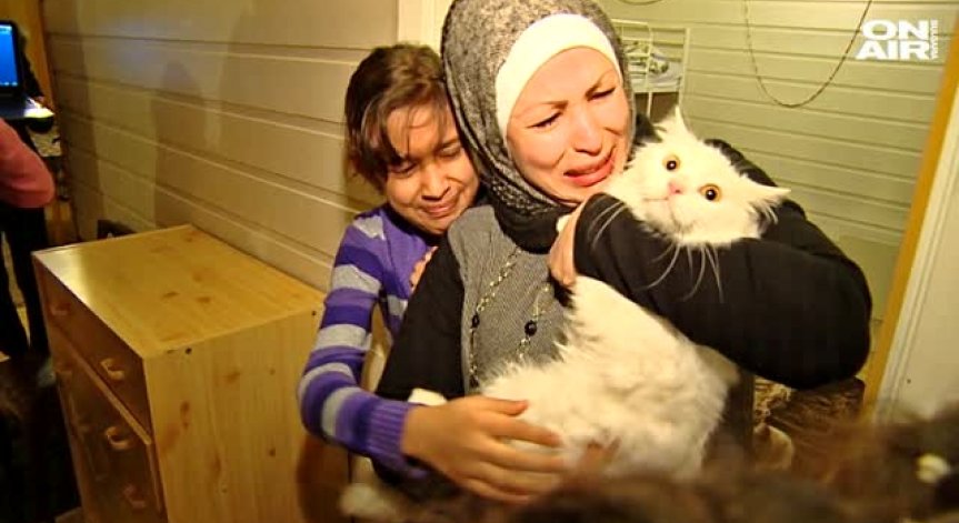 Котка бежанец обиколи Европа: Намери изгубените си стопани