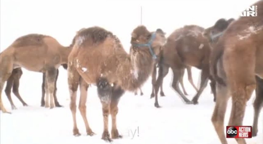 Стадо камили танцува в снега