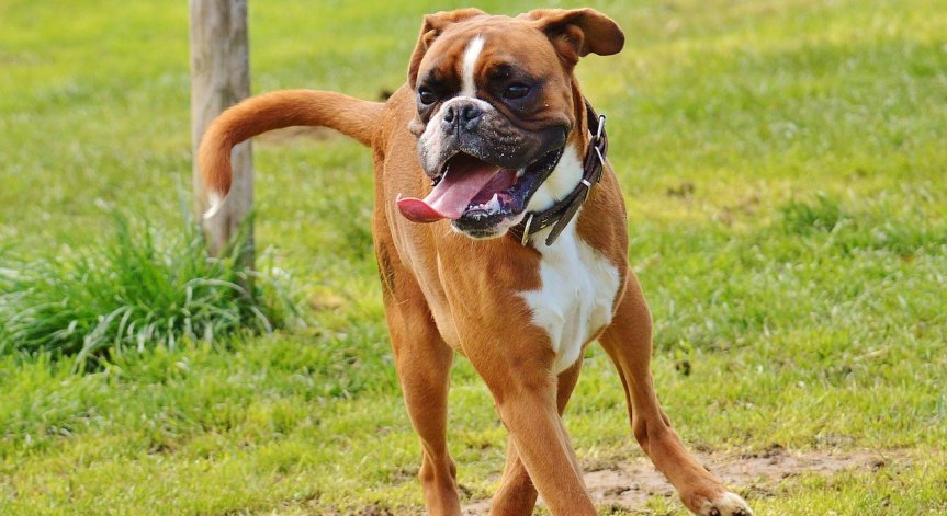 Tesla за малко да опече куче