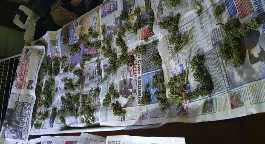 Арест и разкрита оранжерия за отглеждане на канабис в София