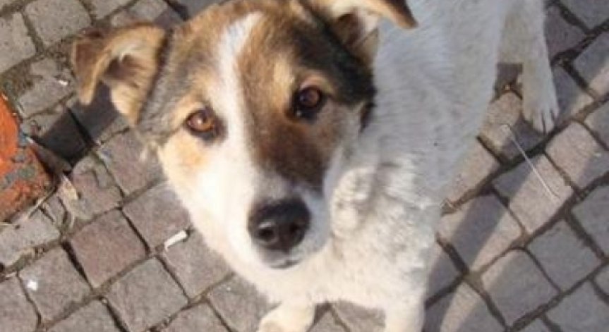 51 кучета са осиновени през юли от приютите на Екоравновесие