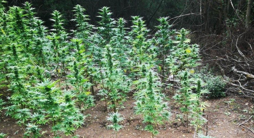 Криминалисти откриха нива с канабис, задържаха 25-годишен мъж