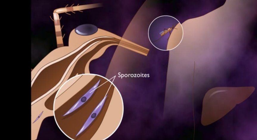 Експериментална ваксина срещу малария дава резултати
