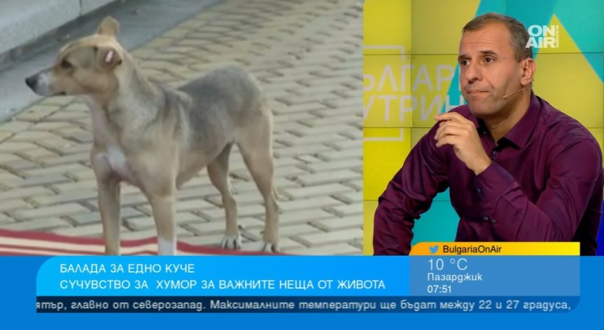 Народът си лае, керванът си върви: Как и защо едно куче се превърна в символ на българина