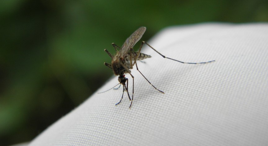 Правителството отпусна 2,5 млн. лв. за пръскане срещу комари по река Дунав