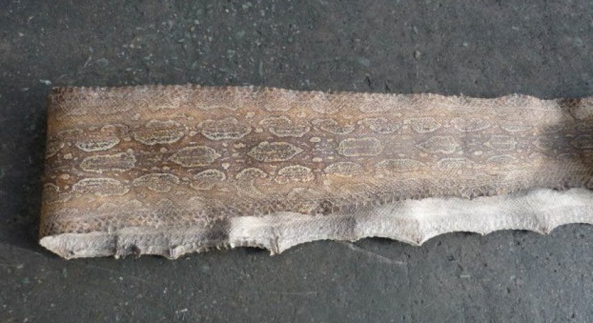 Митничари откриха кожа от кайман и аржентинска боа удушвач в пратка от Аржентина