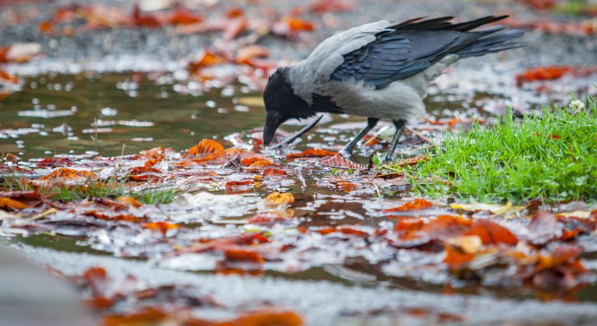 Ветровито и необичайно топло време с максимални температури между 18° и 21°