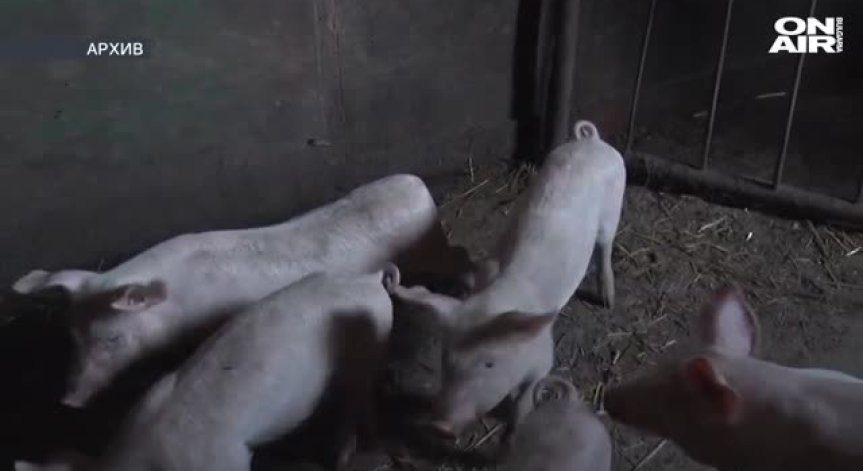 Километрични предпазни зони заради чумата в Шуменско