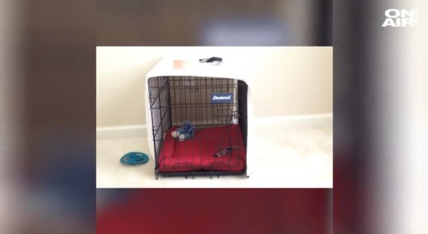 Има куче, няма куче