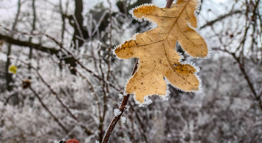 В първите дни на февруари ни очаква застудяване.