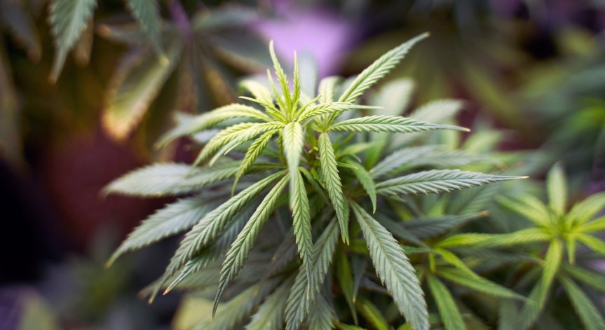 Малта стана първата страна в Европа, узаконила отглеждането на канабис