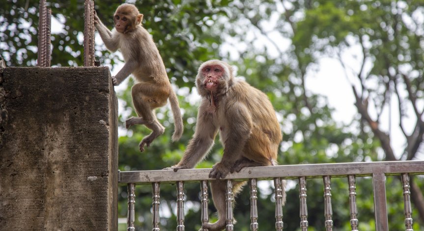 Полицията в Тайланд арестува маймуни за нападения над хора, крадат телефони