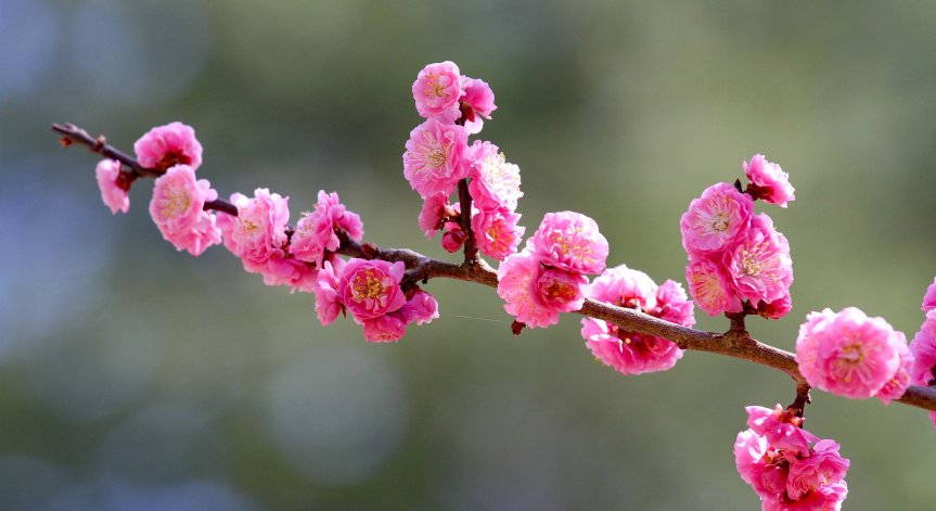 Вишните в Япония цъфнаха по-рано от всякога