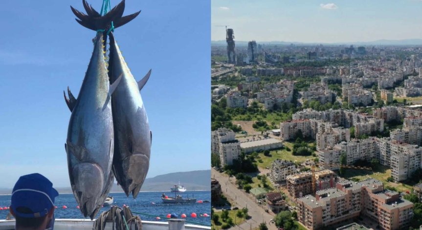 Риба тон на търг стигна цена на луксозен апартамент в София