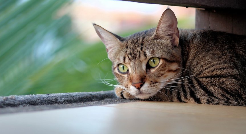 Осъдиха 22-годишен, опитал да убие котка с брадва