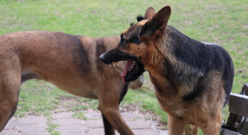 Три кучета нападнаха и нахапаха възрастна жена в Александрово