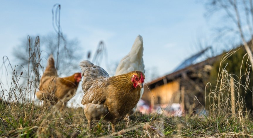 БАБХ потвърди за огнище на инфлуенца по птиците в Пловдивско