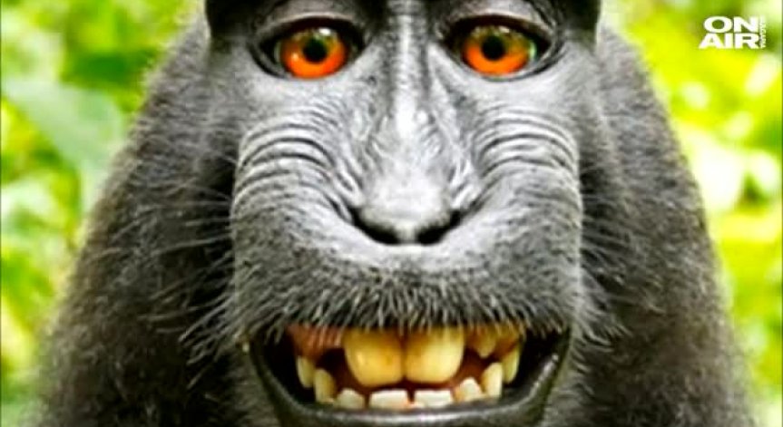 PETA и фотограф се хванаха за гушите заради маймунско селфи