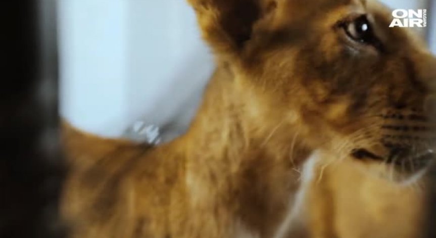 Да заобичаш лъвове... Разказът на ветеринаря на Терез и Масуд