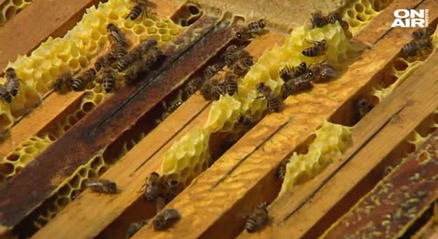 Пчеларите отново излизат на национален протест