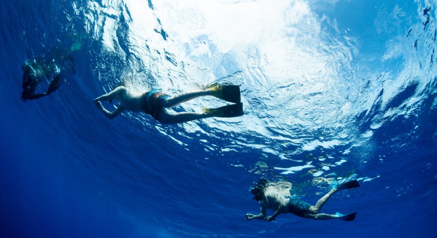 Акули от уж безопасен вид вече убиват туристи и водолази