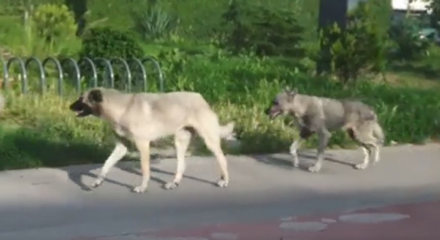 Глутница кучета тормози 3 софийски квартала