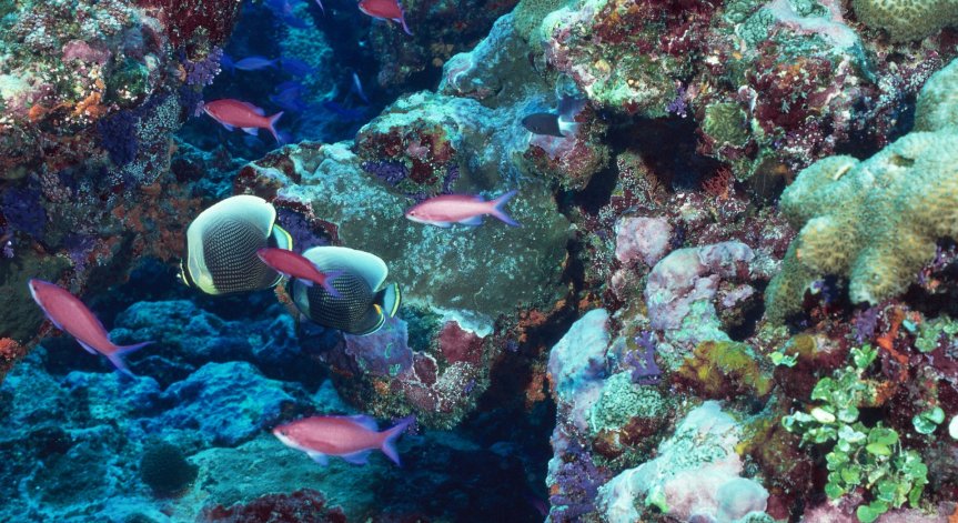 Откриха нов вид хищни морски гъби 