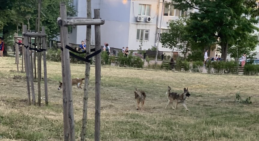 Агресивни кучета тормозят варненския квартал 
