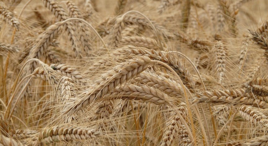 Евростат: България отчита само 17% поскъпване на селскостопанската продукция