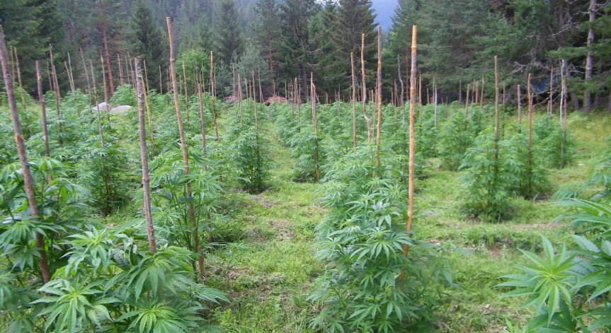 Гранични полицаи са заловени за бране на канабис