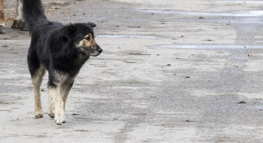 От Helpbook: Къде закарахте кротките кучета от кв. 