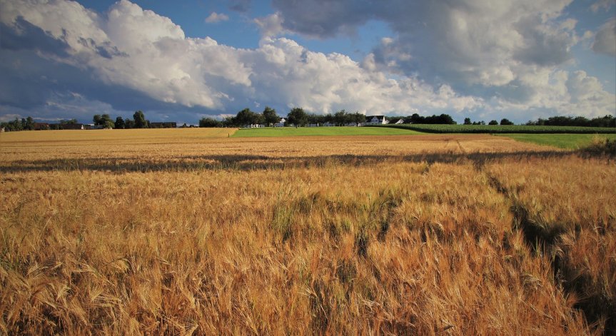 Нова напаст след земетресенията в Турция, нашествие на гъсеници заплашва реколтата