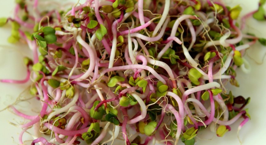 Свежи, вкусни и полезни: Защо е добре да консумираме кълнове