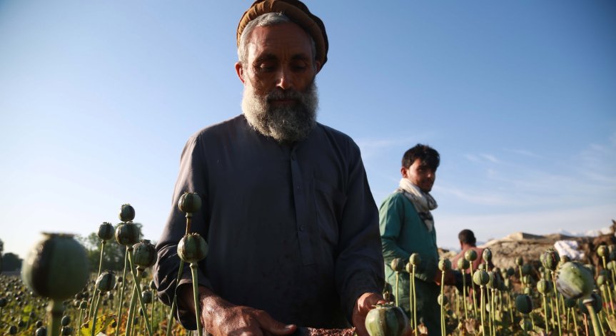 Препитаващи се с отглеждането на опиум в Афганистан молят света за помощ