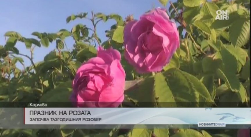 Започва розоберът в Карлово