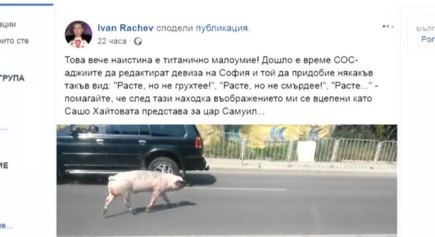 Безпризорното прасе Гошко, разхождащо се из София, разбуни социалните мрежи