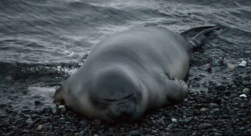 Животните са застрашени.