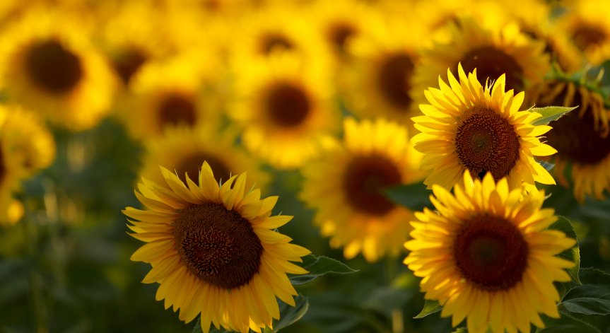 Производители: Забраната за внос от Украйна може да предизвика недостиг на олио