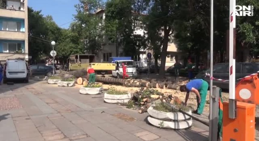 Дърво се стовари върху кола в центъра на Пловдив