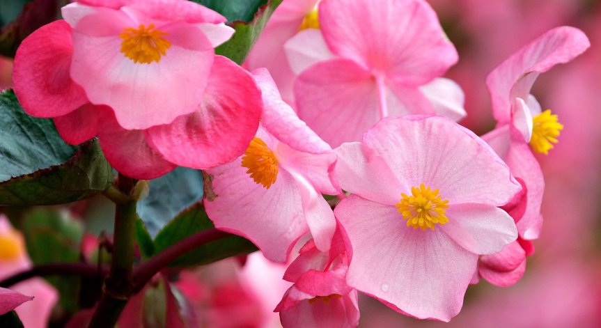 Бегониите може би са Моне на вашата градина.