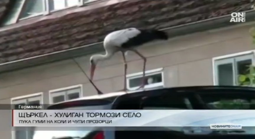 Щъркел-хулиган тормози цяло село в Германия