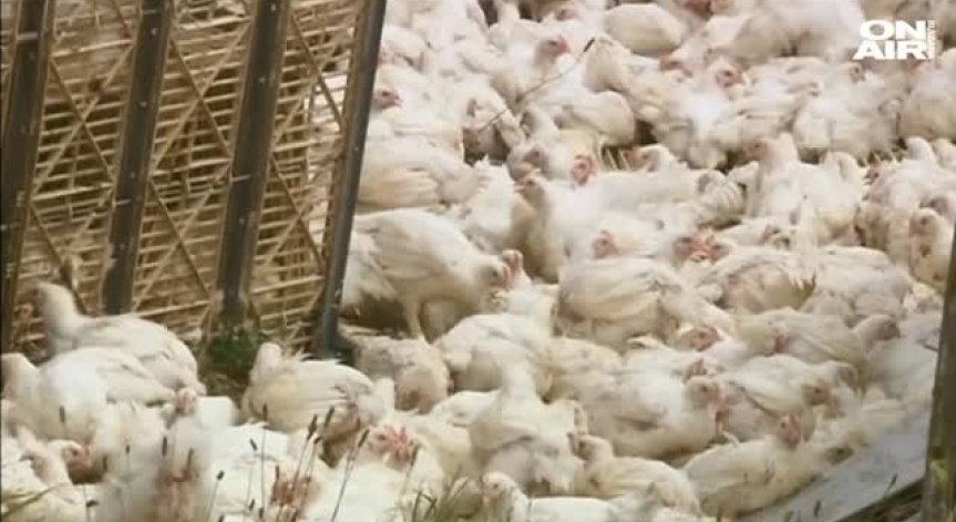 Магистралата  в Калифорния се превърна в птицеферма
