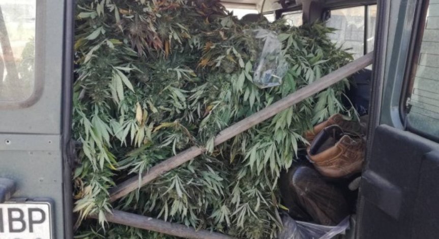 Иззеха голямо количество канабис и задържаха производителя му