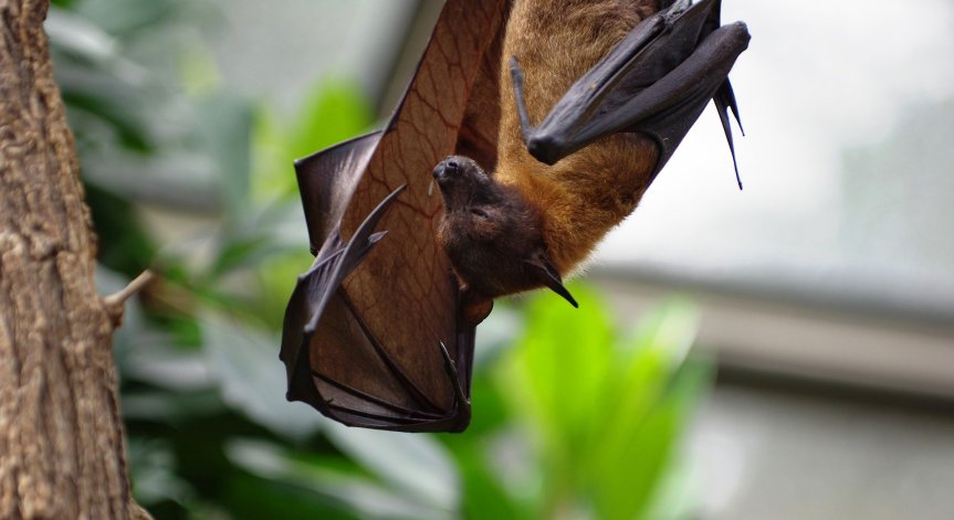 СЗО: Генетичните елементи на коронавируса да се търсят в пещерите с прилепи