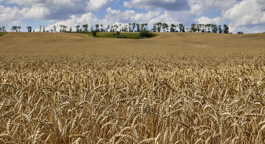 Турция: Има напредък в усилията за разрешаване на продоволствената криза