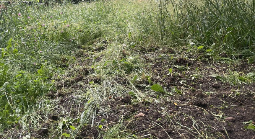 Тревата в междублокови площадки в София стига до 1,5 м, пълно е с кърлежи