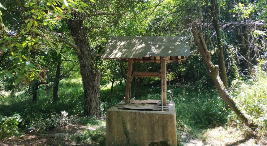 HelpBook: Агресивно куче без повод и старо изгнило дърво